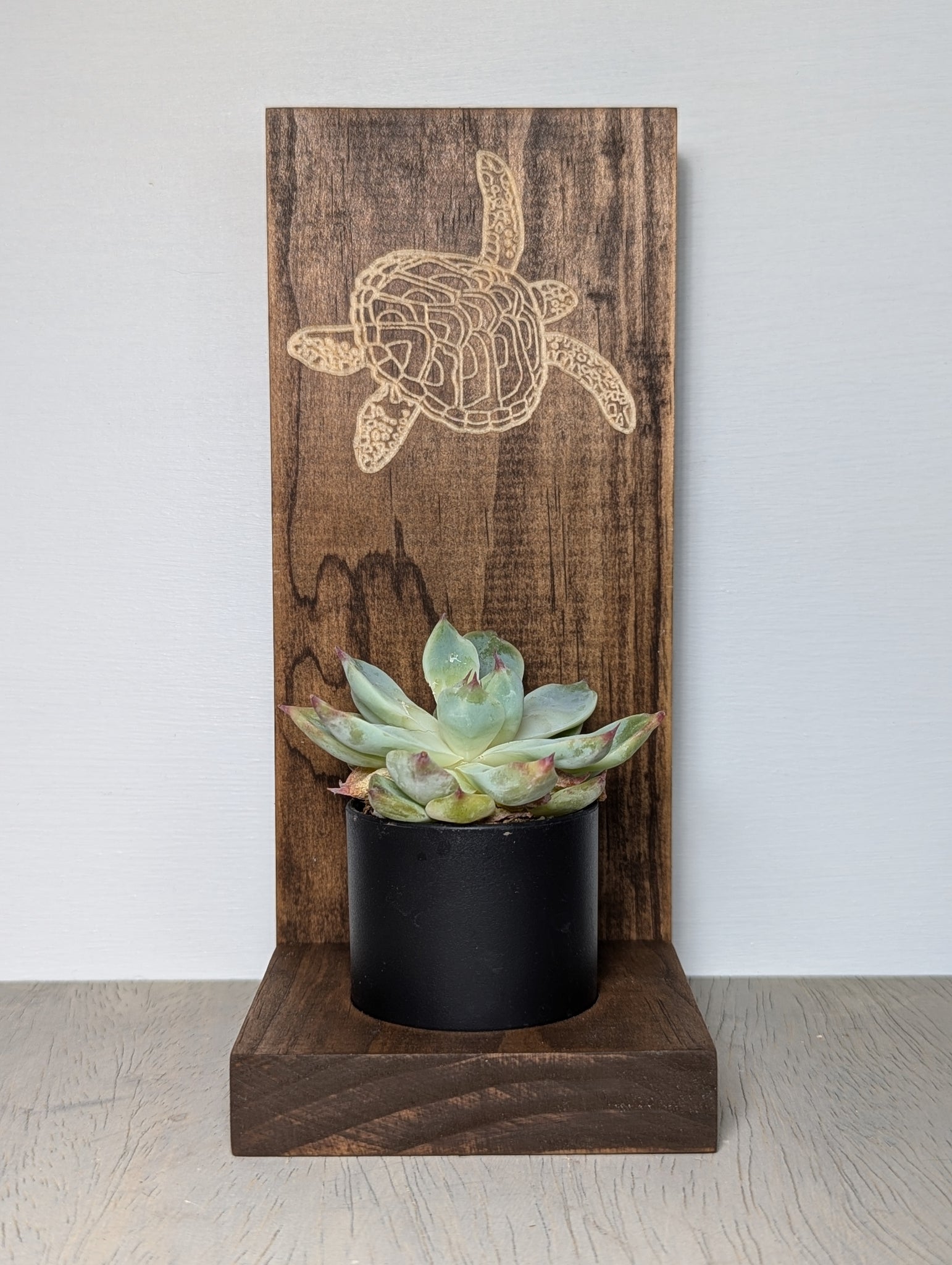 sea turtle succulent planter Sea Turtle Succulent Planter – CR Crafted